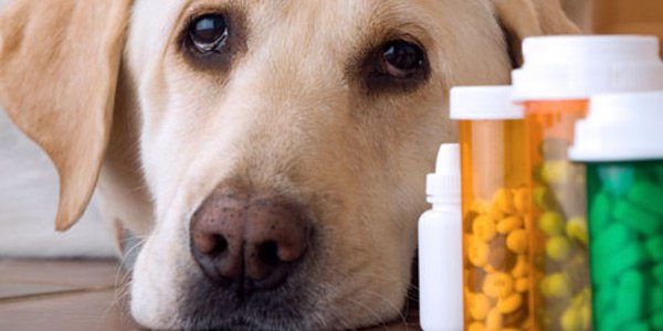 Ricetta veterinaria elettronica: requisiti, chi deve farla ed esenzione