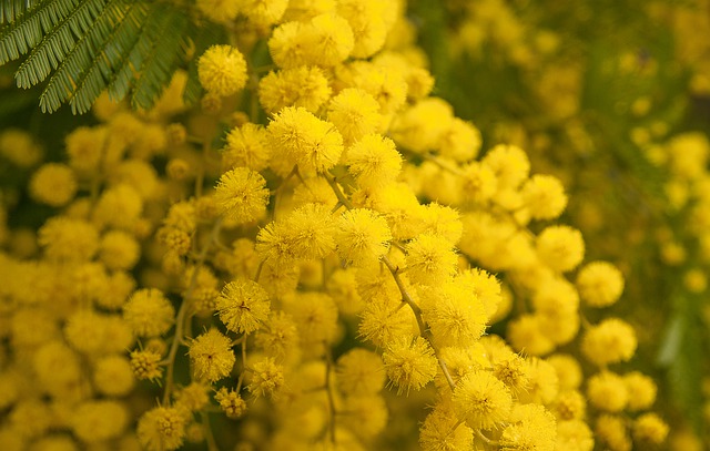 Torta Mimosa per la Festa della Donna 2019, ricetta classica e calorie