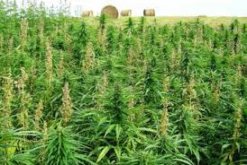immagine di un campo di cannabis