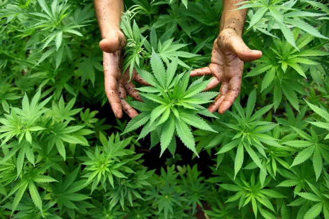 Depenalizzazione cannabis