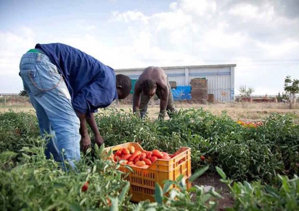 caporalato, ddl caporalato, lavoro nero