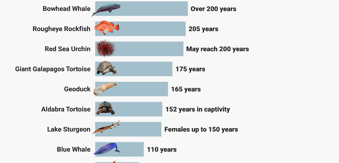 animali più longevi