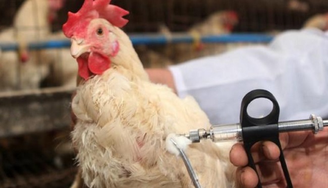 Influenza aviaria 2018 epidemia mortale dalla Cina, sintomi e rischi