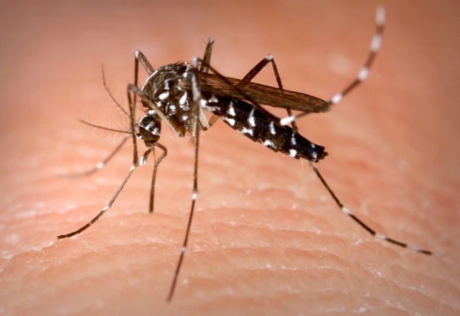 Zanzara tigre in Italia puntura e sintomi, ecco le zone più a rischio febbre del nilo insetti killer