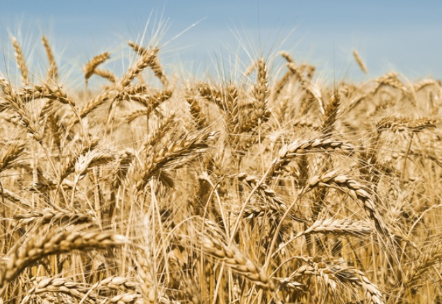 Aumento pasta e pane a settembre 2018 costo al kg, tutti i rincari