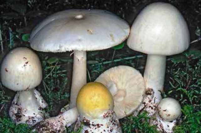 Amanita falloide sintomi e conseguenza dell'avvelenamento da fungo