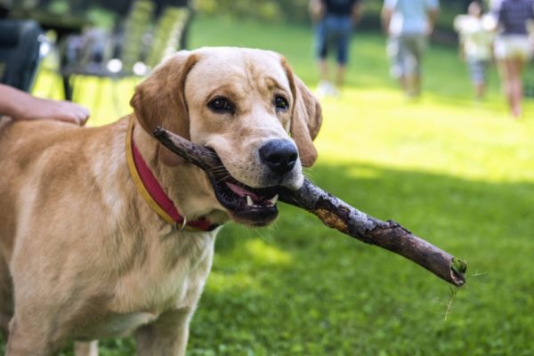 microchip cani obbligatorio costi e sanzioni