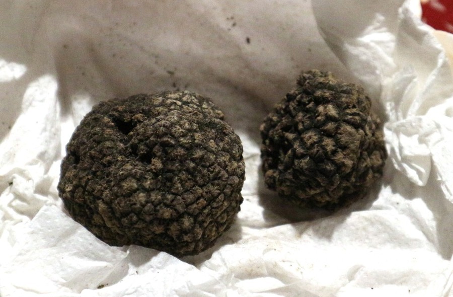 prezzo tartufo nero