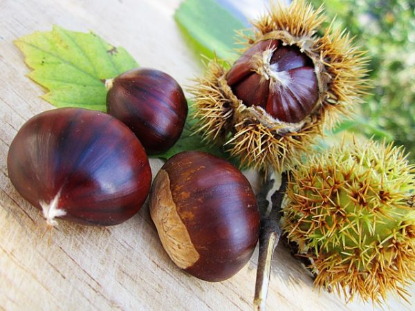 Castagne bollite, al forno e lesse ricette e calorie. Come si fanno