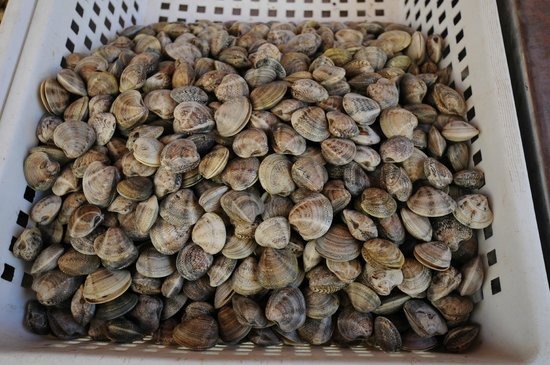 Come spurgare le vongole velocemente dalla sabbia veraci e surgelate