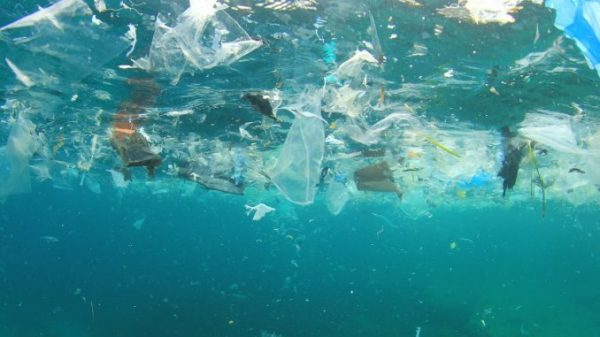 Piatti plastica e bicchieri: divieto d'uso dal 2021, la normativa Ue