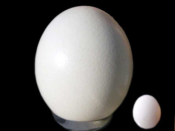 Quanto pesa un uovo sodo, di struzzo di quaglia o sgusciato