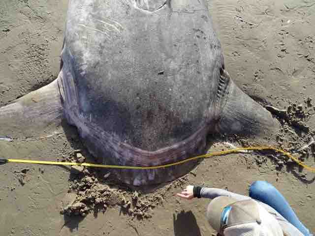 Pesce luna: mola tecta in California, dove vive e quanto pesa