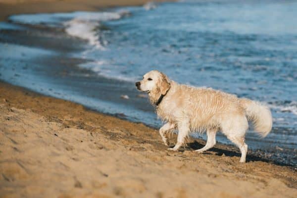 Cane in spiaggia multa, sanzioni e come è possibile portarlo. La legge