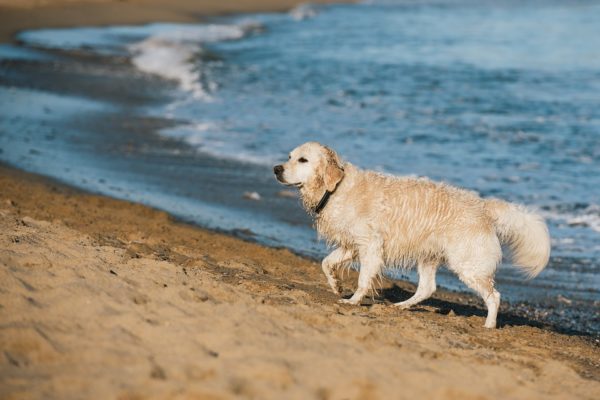 Cane in spiaggia multa, sanzioni e come è possibile portarlo. La legge