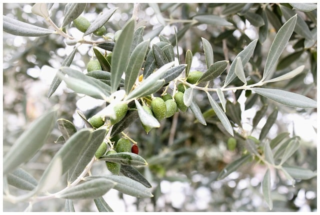 Decreto emergenze agricoltura testo firmato da Mattarella, cosa contiene