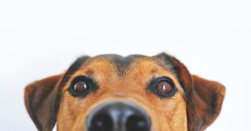 Assicurazione cane Morte animale domestico cosa dice la legge italiana sul trattamento