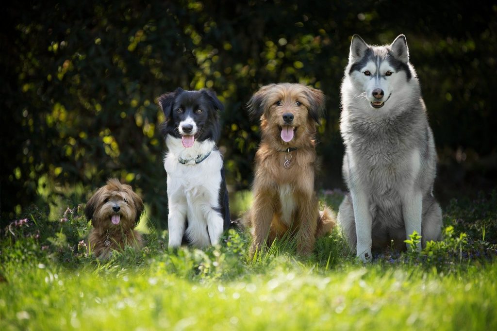 Collare elettrico cani vietato