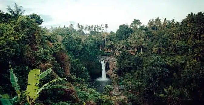 Jumanji - jungle