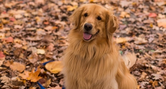 qua la zampa - golden retriever