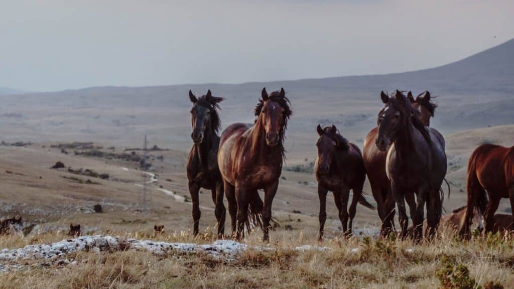 Braveheart - cavalli selvaggi