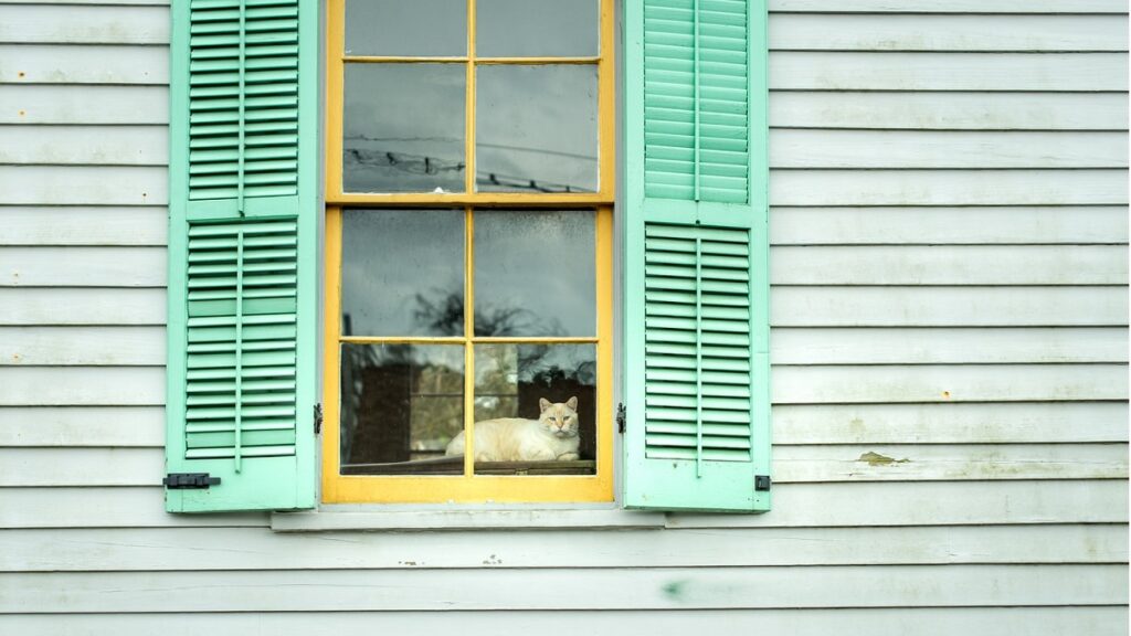 pets - gatto alla finestra