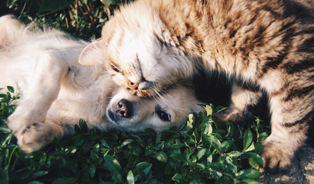 Cane e gatto