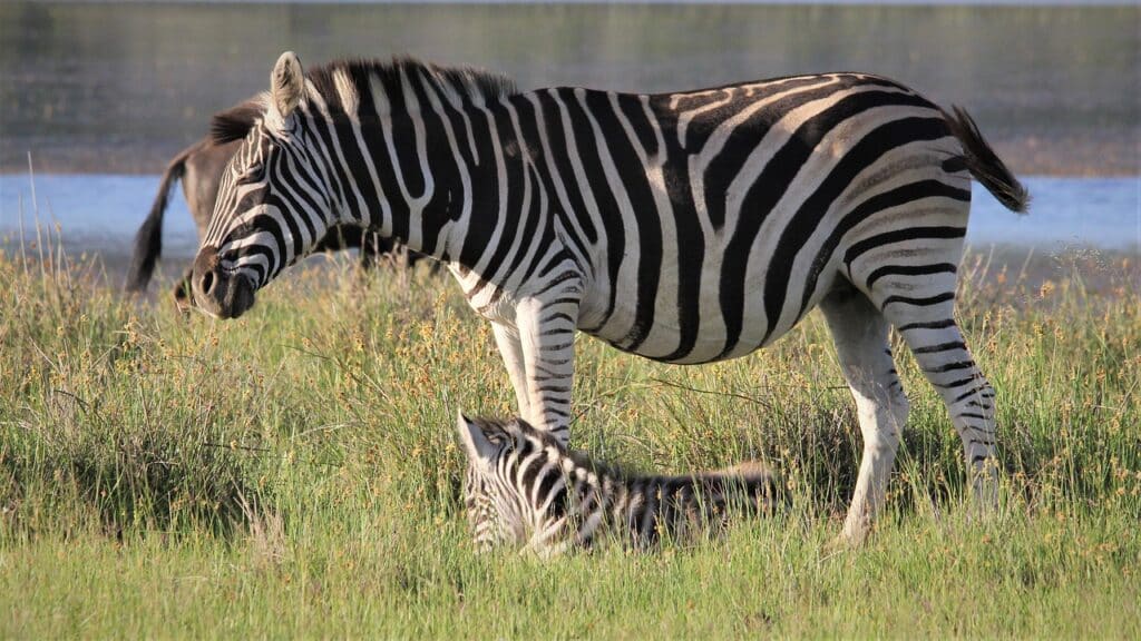 Zebre