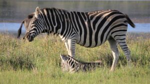 Zebre