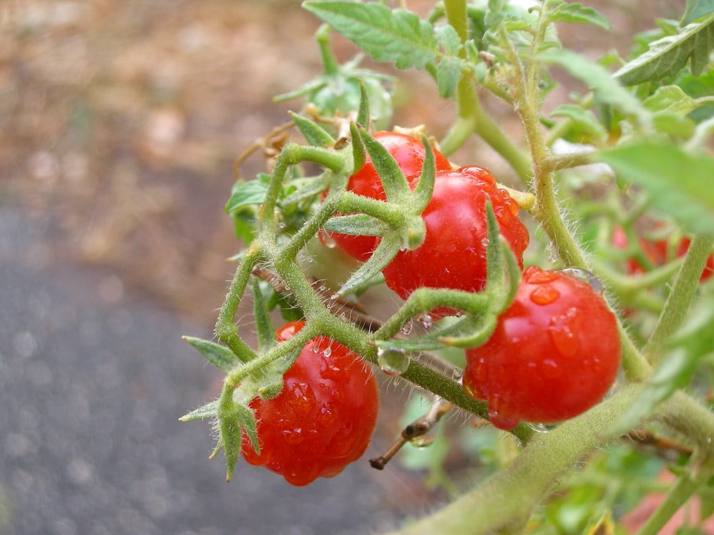 Pomodori