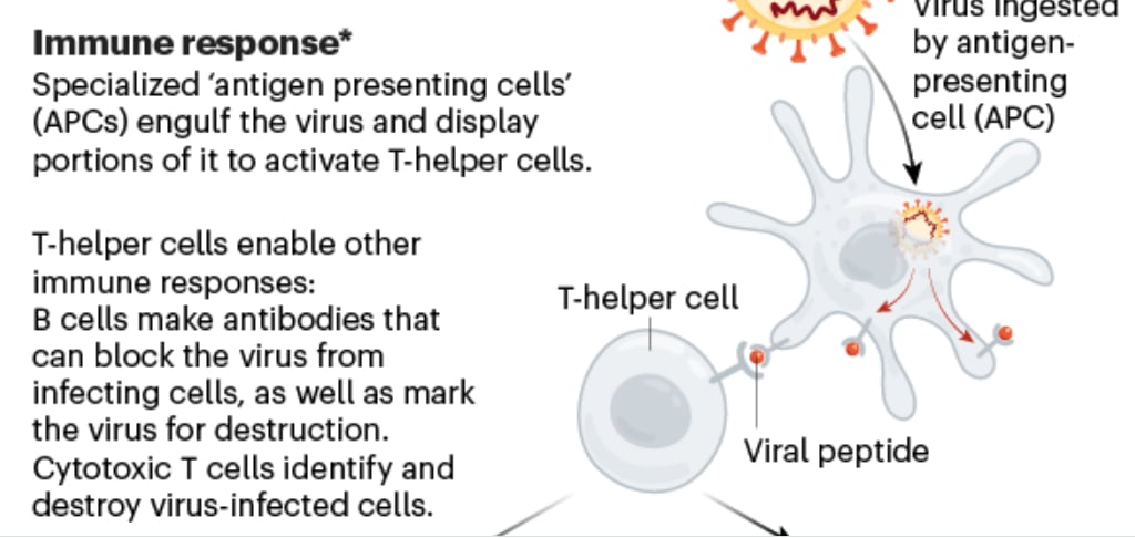 Vaccino coronavirus