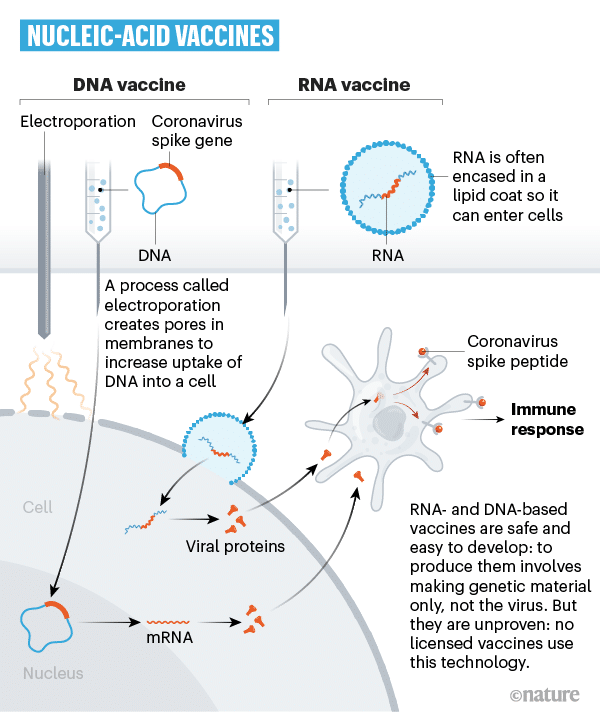 vaccino coronavirus