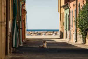 Importo multe zona gialla, rossa e arancione in Italia: quanto si paga