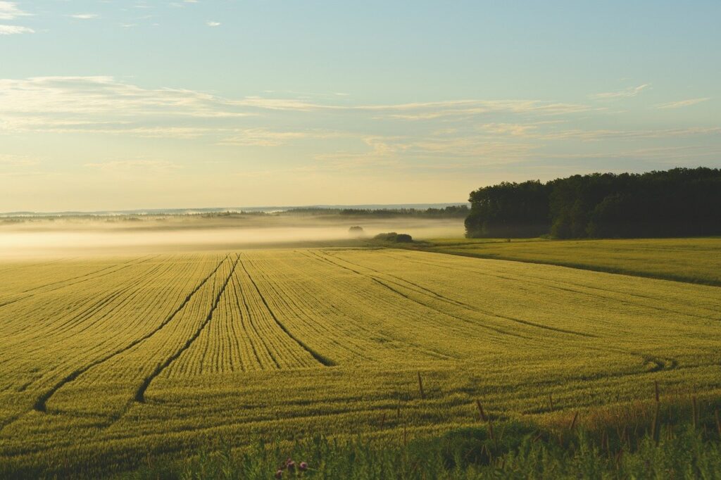 Aumento prezzo grano: cosa sta succedendo e perché. Gli ultimi dati